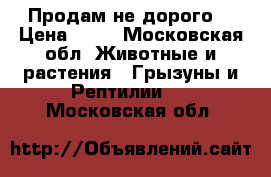 Продам не дорого. › Цена ­ 10 - Московская обл. Животные и растения » Грызуны и Рептилии   . Московская обл.